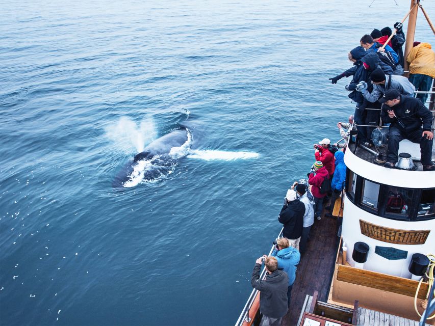 Árskógssandur: Whale-Watching Boat Trip - Price and value: does $96 make sense for 2.5 hours?