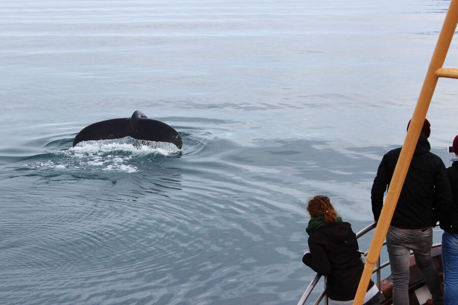 Árskógssandur: Whale-Watching Boat Trip - Weather, luck, and the practical safety net