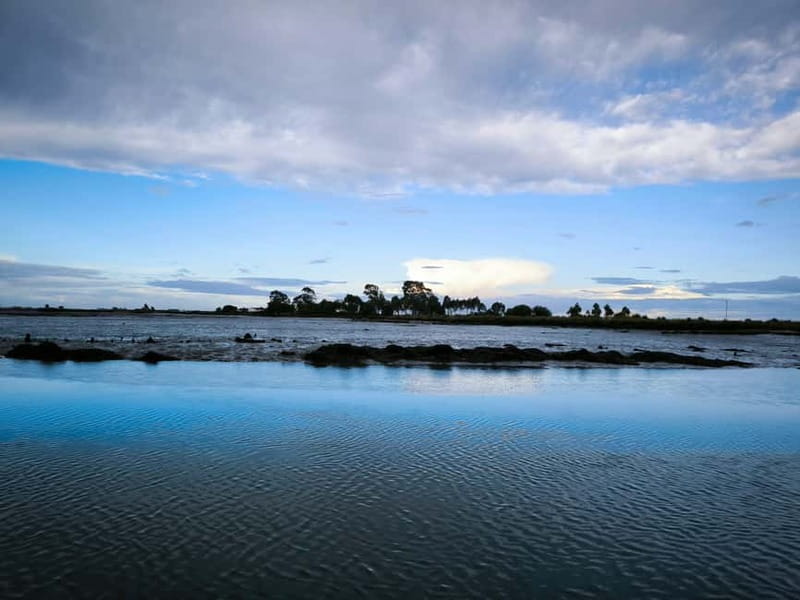 Aveiro: Ria Highlights Boat Tour - Wildlife spotting you can plan for (and wildlife you can’t force)