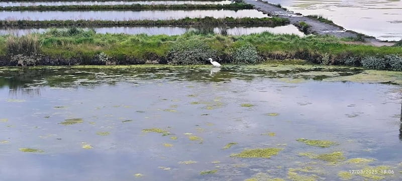 Aveiro: Ria Highlights Boat Tour - Timing tips: tides matter more here than you might think