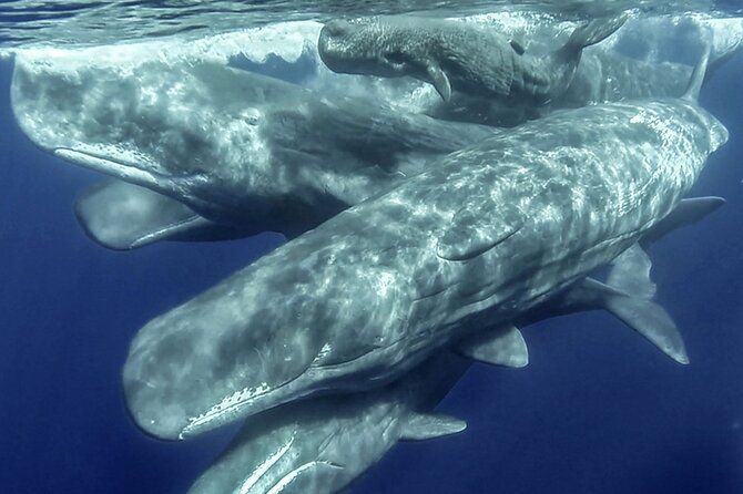 Azores Whale Watching & Islet Boat Tour - Key highlights you’ll care about