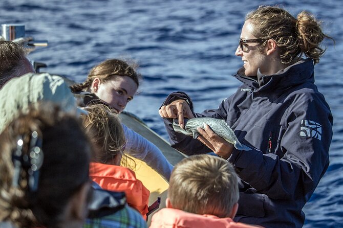 Azores Whale Watching & Islet Boat Tour - Why Vila Franca do Campo is such a strong base for whale watching
