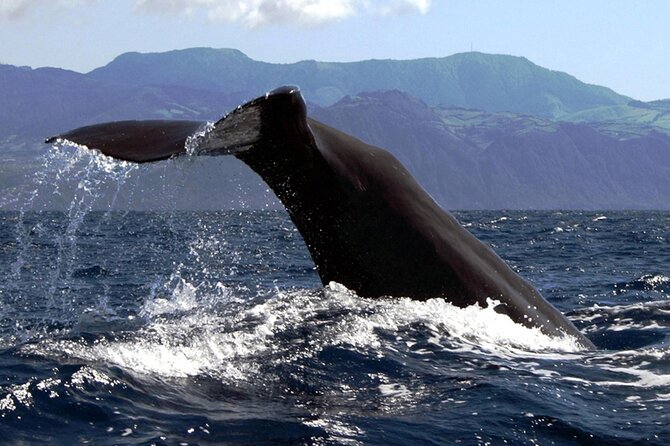 Azores Whale Watching & Islet Boat Tour - The return loop around Princess Ring Islet: volcanic views you don’t want to skip