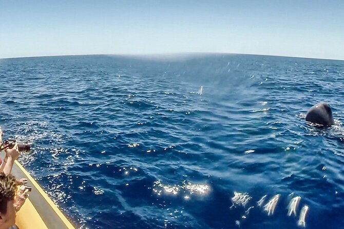 Azores Whale Watching & Islet Boat Tour - Price and value: what $71.83 buys you in the Azores