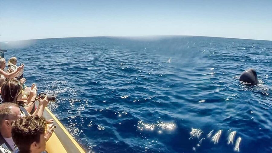 Azores Whale Watching & Islet Boat Tour - Free time near the marina: fitting food and souvenirs into a 3-hour day
