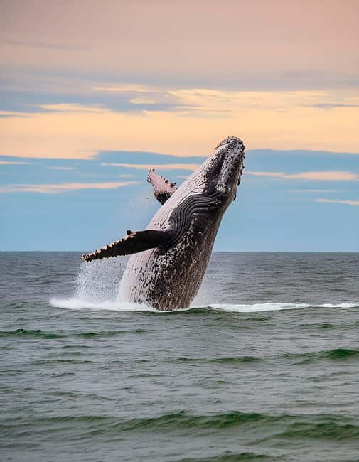 Azores: Whale Watching & Islet Boat Tour w/ Marine Biologist - Key things that make this tour worth your time