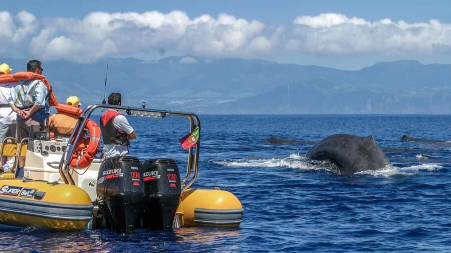Azores: Whale Watching & Islet Boat Tour w/ Marine Biologist - Whale spotting from Vila Franca do Campo: why this area works