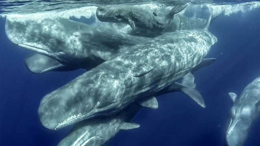 Azores: Whale Watching & Islet Boat Tour w/ Marine Biologist - The quick Vila Franca islet loop: short stop, real payoff