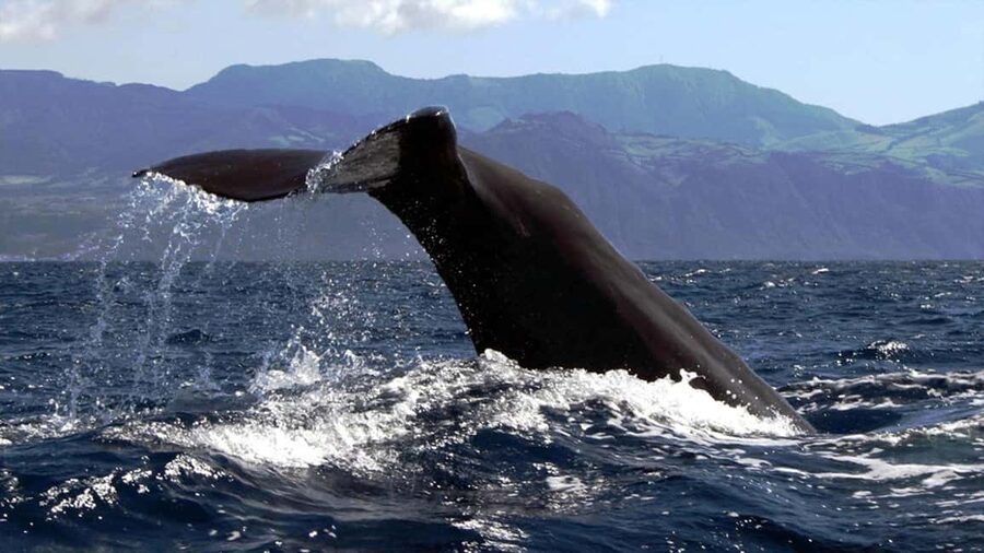 Azores: Whale Watching & Islet Boat Tour w/ Marine Biologist - Boat comfort, seating, and staying steady in the water