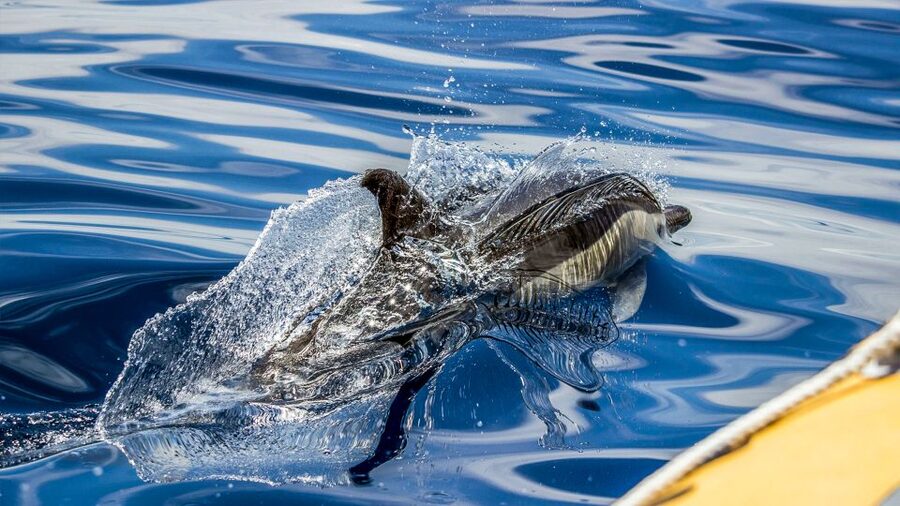 Azores: Whale Watching & Islet Boat Tour w/ Marine Biologist - Price and value: does $73 make sense for a 3-hour hunt?