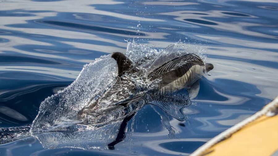 Azores: Whale Watching & Islet Boat Tour w/ Marine Biologist - Best times and smart packing tips
