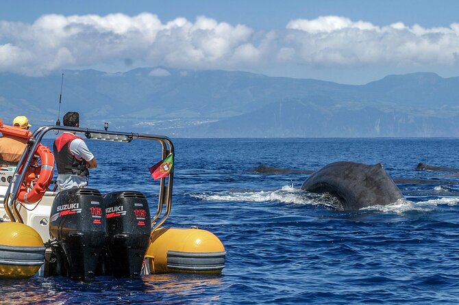 Azores Whale Watching & Islet Boat Tour - The Zodiac RIB Ride: How the whale search actually works