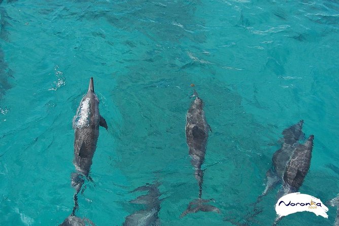 Baia do Sancho Boat Tour - The route: Morro Dois Irmãos, the Bay of Dolphins, then Ponta da Sapata