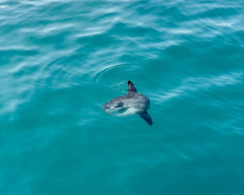 Benalmádena Boat Tour with Snorkeling, Water Slide and Lunch - Paddle surf and kayaking: calm-water fun with real views