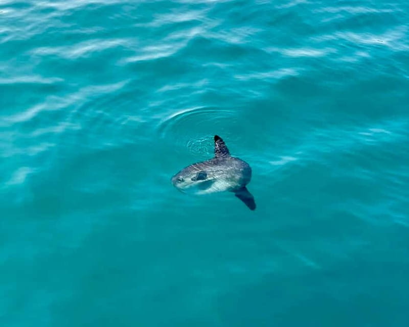Benalmádena Boat Tour with Snorkeling, Water Slide and Lunch - Getting on board: hotel pickup points and the Emotions by Lu bus