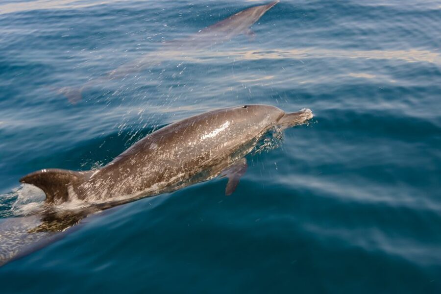 Benalmadena: Dolphin Watching Boat Tour - Who Should Book This Dolphin Tour in Benalmádena