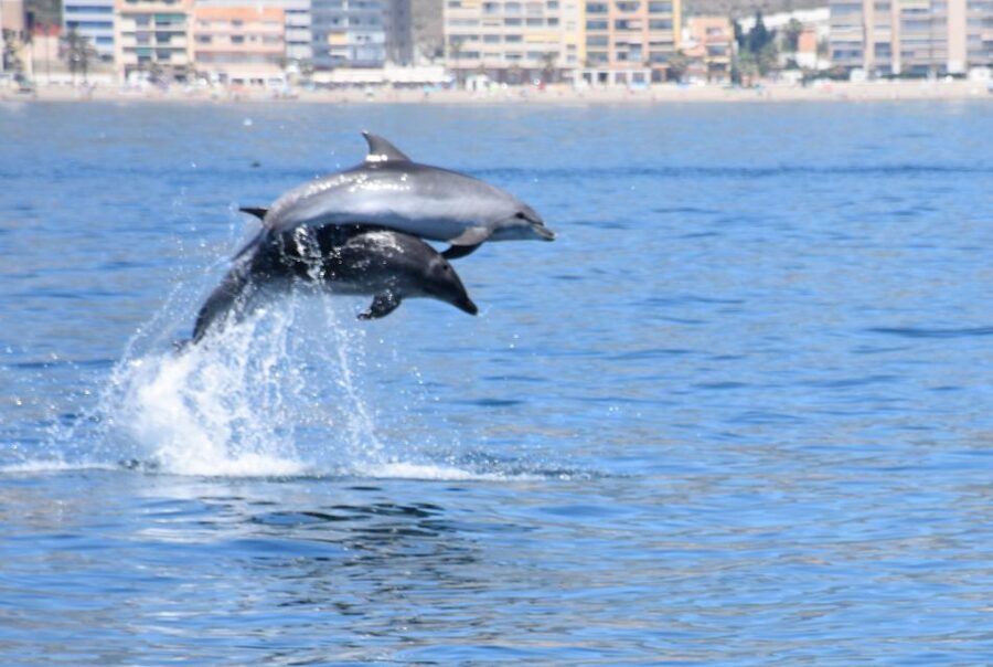 Benalmadena: Dolphin Watching Boat Tour - New Magic Catamaran Value: Comfort Plus a Real Wildlife Goal