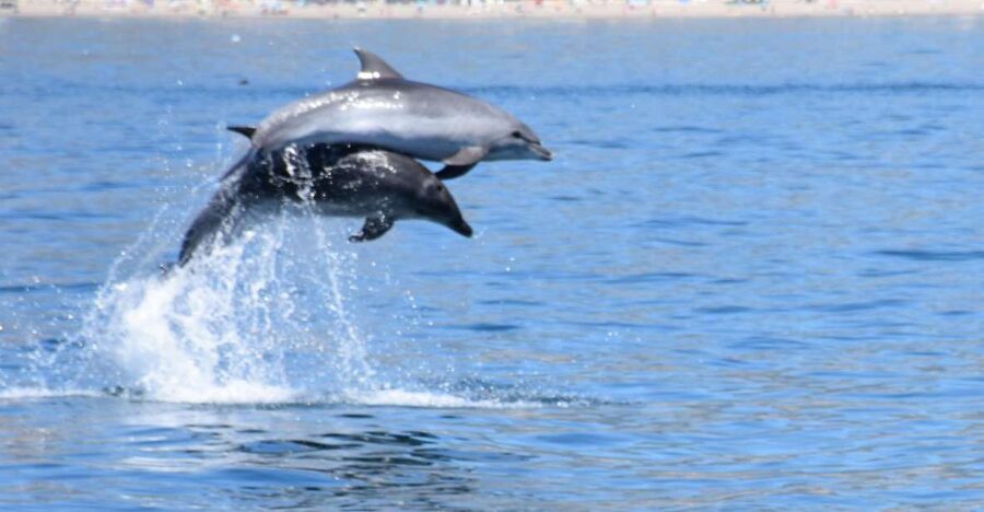 Benalmadena: Dolphin Watching Boat Tour - Coastal Route Changes: You’re Booking a Plan, Not a Fixed Script