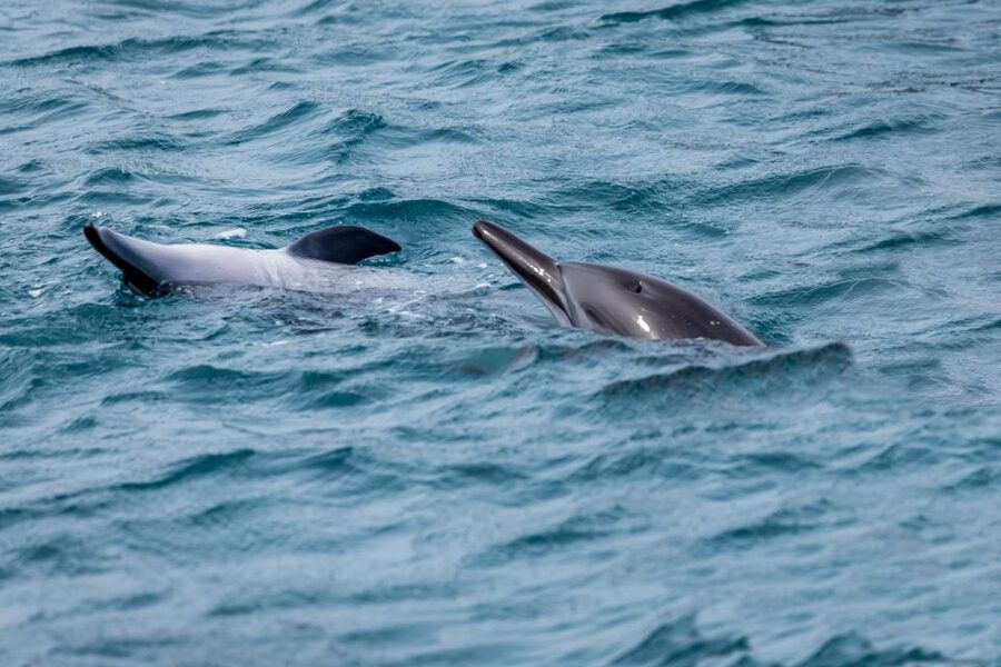 Benalmadena: Dolphin Watching Boat Tour - Dolphin Spotting Strategy: Respectful Rules, Real Odds