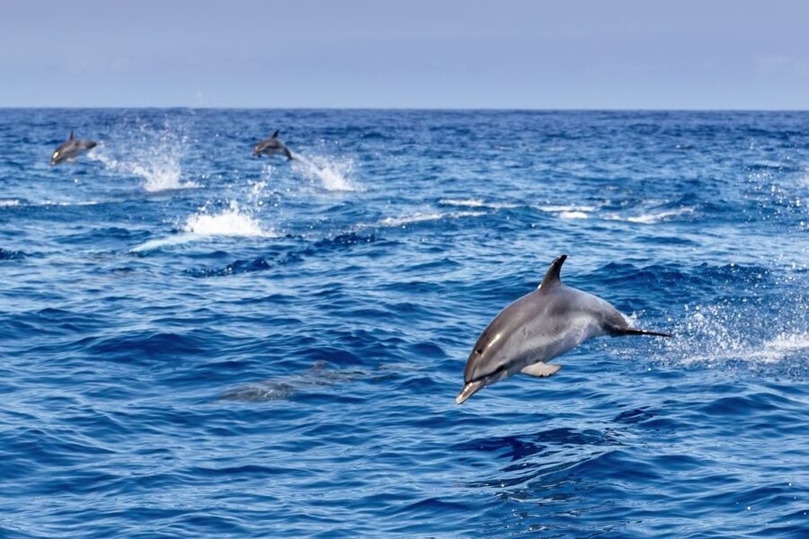 Benalmadena: Dolphin Watching Boat Tour - Stop-by-Stop: What You Do During the ~100 Minutes