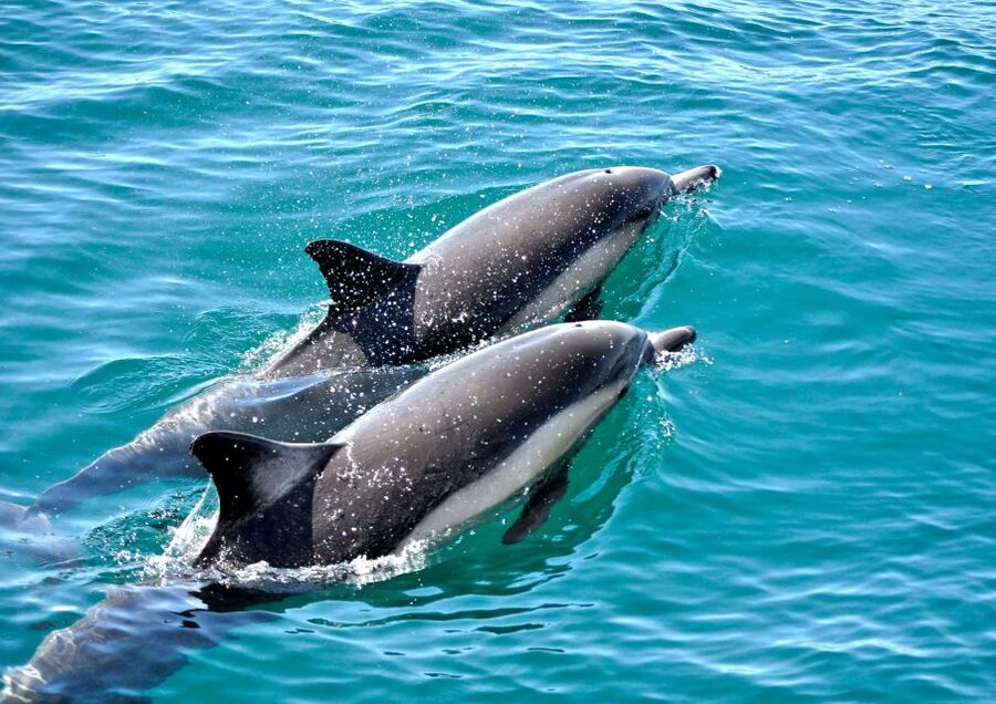 Benalmadena: Private Boat Trip – Dolphins, Drinks & Snacks - Deck fishing with included gear: surprisingly fun for groups
