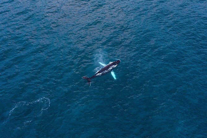 Big Whales & Puffins RIB boat tour from Húsavík - Skjálfandi Bay from Húsavík: the wildlife reason this works