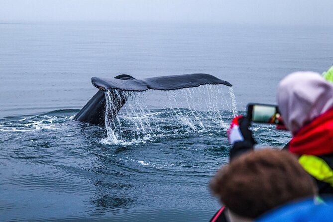 Big Whales & Puffins RIB boat tour from Húsavík - From Husavík Adventures to Skjálfandi Bay: what your time looks like