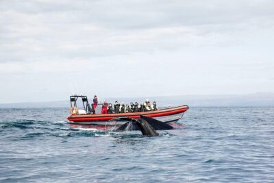 Big Whales & Puffins RIB boat tour from Húsavík - The RIB ride: small boat views and a faster whale hunt