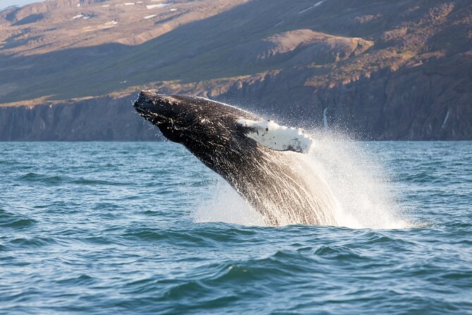 Big Whales & Puffins RIB boat tour from Húsavík - What whales you might see in Skjálfandi Bay