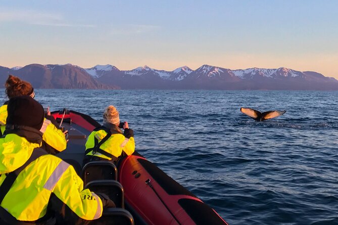 Big Whales & Puffins RIB boat tour from Húsavík - Lundey Puffin Island and the Tjörnes fossil layers