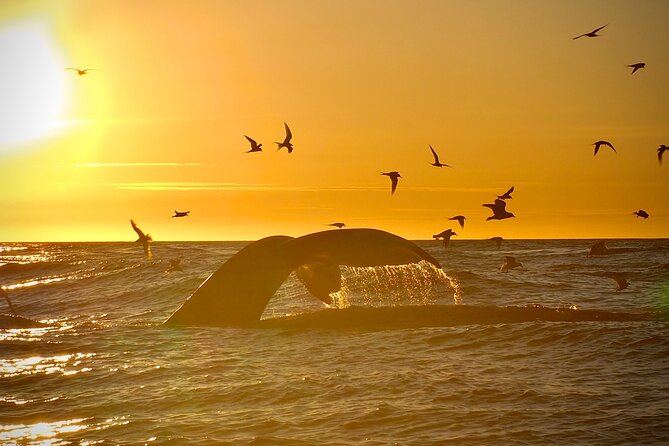 Big Whales & Puffins RIB boat tour from Húsavík - When the sea turns rough: what to expect on the water