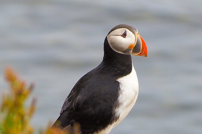Big Whales & Puffins RIB boat tour from Húsavík - Responsive crew, respectful distance, and why the engine sometimes shuts off
