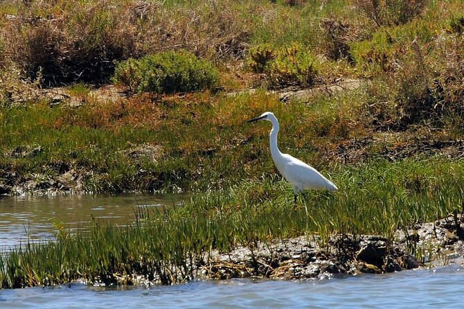Birdwatching in Ria Formosa - Eco Boat Tour from Faro - Stop by stop: what you’ll see in the Ria Formosa marshes