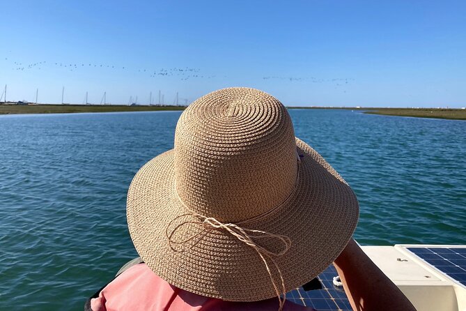 Birdwatching in Ria Formosa - Eco Boat Tour from Faro - When to go: season and tide can make or break your bird list