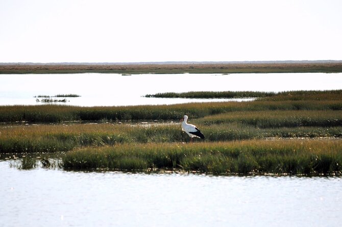 Birdwatching in Ria Formosa - Eco Boat Tour from Faro - Price and value: what $48.27 gets you (and why it’s fair)