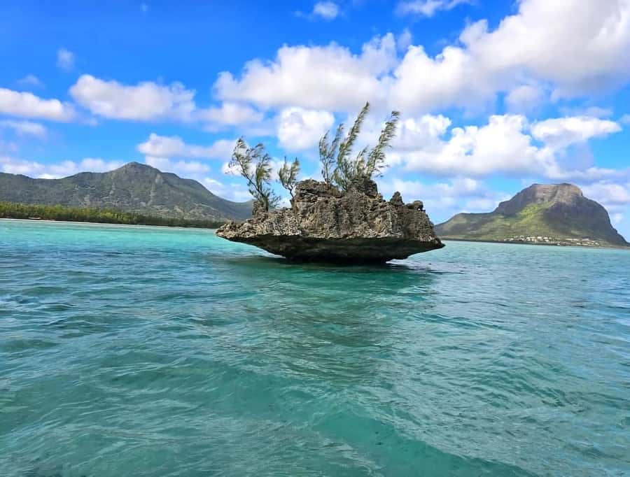 Black River: Swim with Dolphin Speed Boat Tour with lunch - Key highlights at a glance