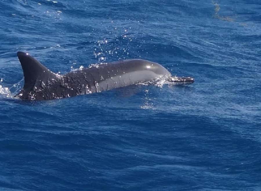 Black River: Swim with Dolphin Speed Boat Tour with lunch - Flic en Flac start: speedboat energy, small-group comfort