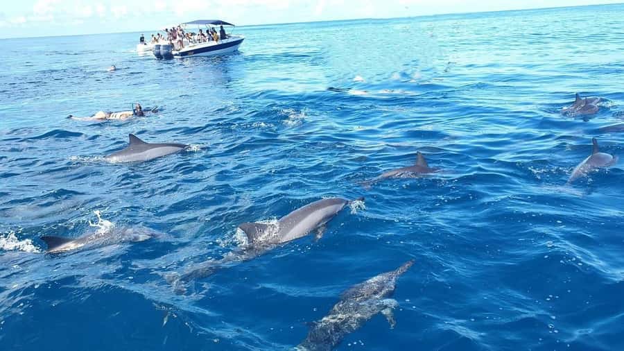 Black River: Swim with Dolphin Speed Boat Tour with lunch - Crystal Rock snorkeling by Le Morne: clear water, reef variety, and real expectations