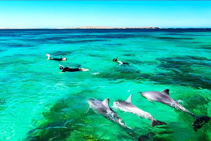 Black River: Swim with Dolphin Speed Boat Tour with lunch - What the 6.5 hours feels like in practice (390 minutes)