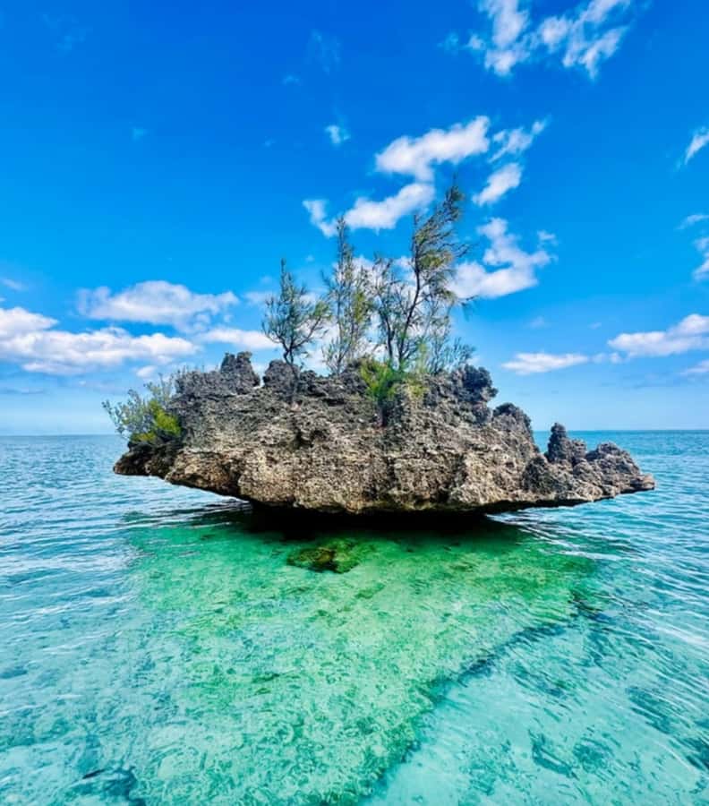 Black River: Swim with Dolphin Speed Boat Tour with lunch - Sea-day realities: wet decks, currents, and plan changes