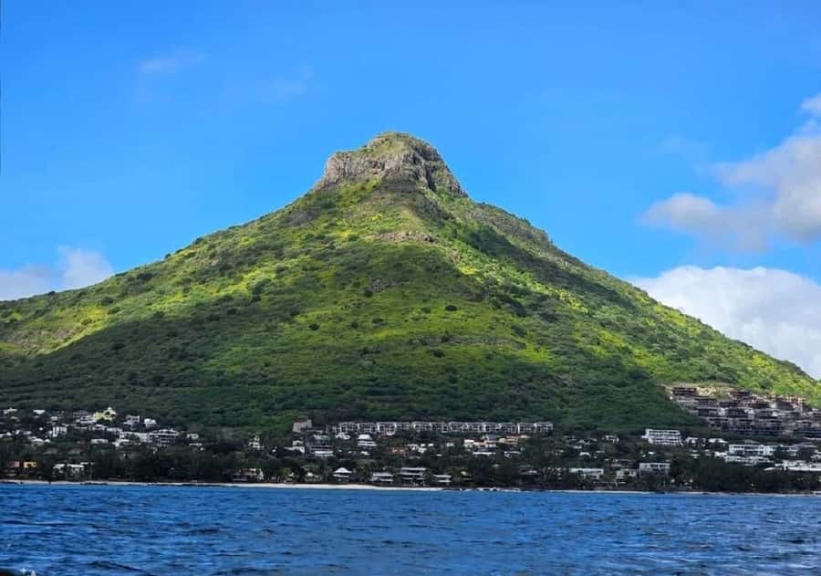 Black River: Swim with Dolphin Speed Boat Tour with lunch - The value question: is $74 worth it?