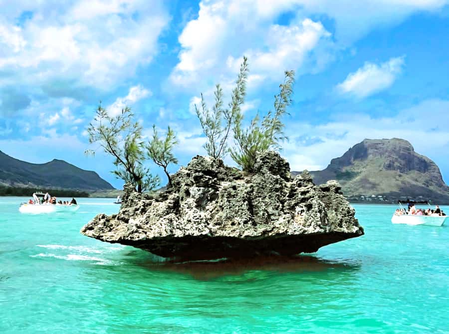 Black River: Swim with Dolphin Speed Boat Tour with lunch - Who this tour suits best (and who should skip it)