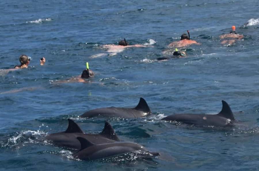 Black River: Swim with Dolphin Speed Boat Tour with lunch - Dolphin swim near Île aux Bénitiers: what “not chasing” looks like