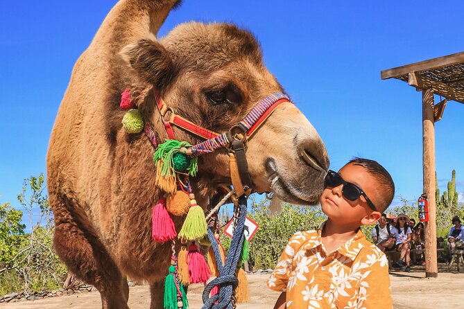 Boat Ride to the Arch and Beach Camel Ride in Cabo San Lucas - Camel Ride at Tierra Sagrada: Pacific Beach, Short and No-Camera