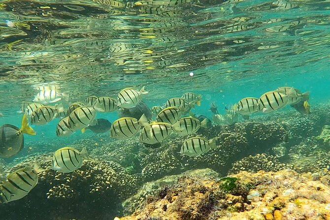 Boat ride to the Arch and Snorkel - Price and Value: Is $82.44 a Fair Deal?