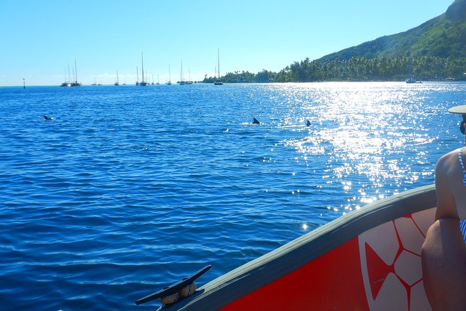Boat tour 1/2 day Excursion in the lagoon of Moorea - Turtles in the mix: you’re not stuck with only one type of animal