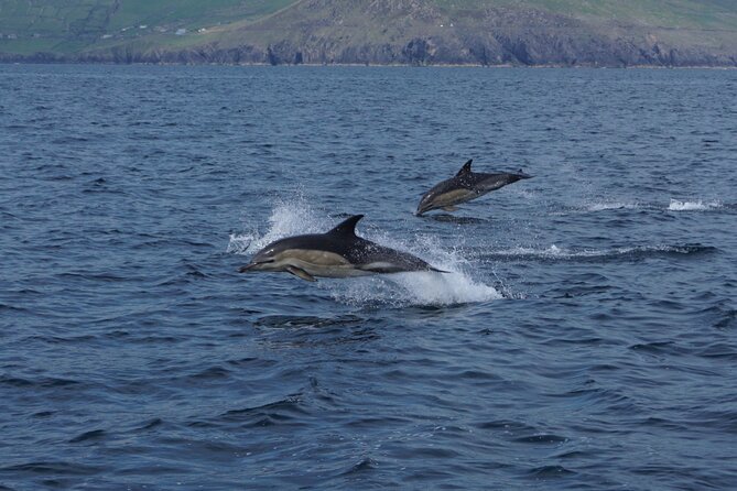 Boat Tour of Dingle Peninsula - Why this 1-hour Dingle Peninsula boat cruise feels worth your time