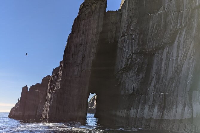 Boat Tour of Dingle Peninsula - Dolphins and the dolphin talk: what to expect without counting on it