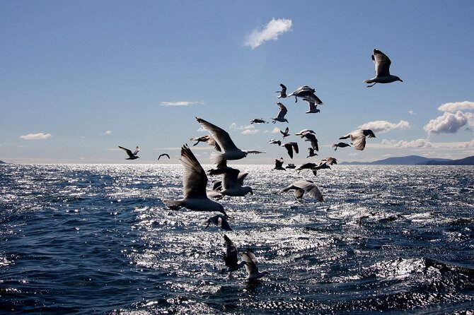 Boat Tour of Dingle Peninsula - Weather reality: when the sea is calm vs when it isn’t