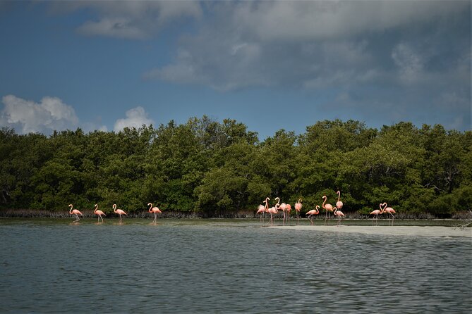 Boat Tour of Three Islands in Holbox with Transportation - Price and value: what makes it feel like a bargain